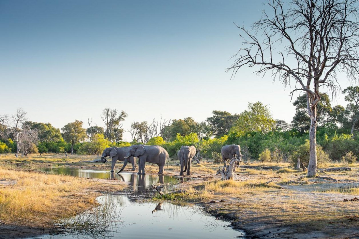 Safari w Masai Mara i Serengeti